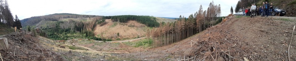 Zerstörter Wälder im Harz